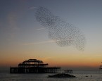 A Conceit of Architects . What do we call a gathering of Architects? When animals gather in groups, we refer to them by an array of elegant terms: a Flock of Birds, a Herd...